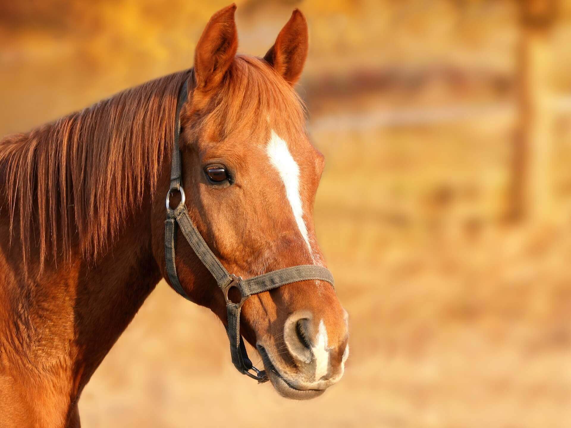 TRUCIOLO DEPOLVERIZZATO in Trucioli per Cavalli da Agri Zoo, Zootecnica e  Tutto per il Cavallo